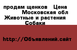 продам щенков › Цена ­ 10 000 - Московская обл. Животные и растения » Собаки   